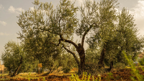 The Heart of the Mediterranean Diet: Olive Oil